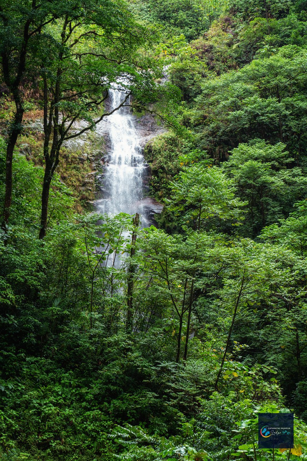 Bosque nuboso